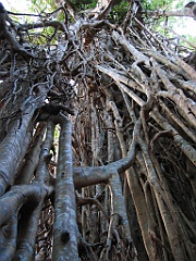 132 Cathedral Fig Tree